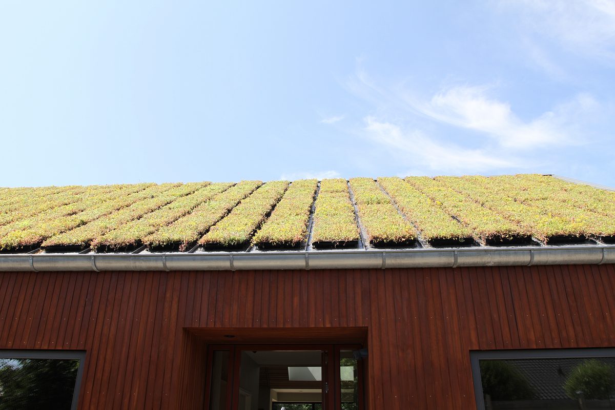 Sedumtag med grønne planter på nybygget hus i træ